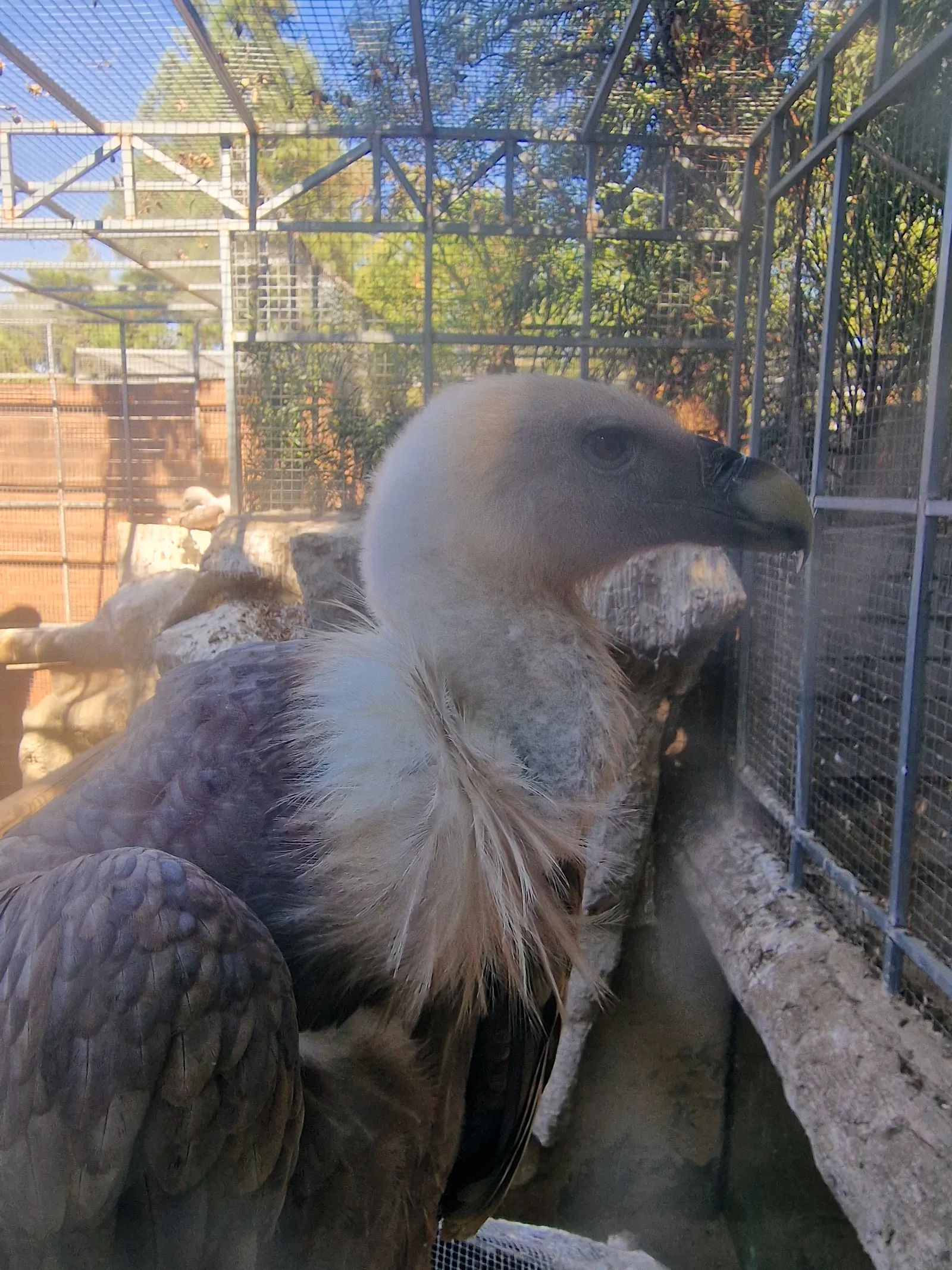 Zoo de Castellar gallery 4