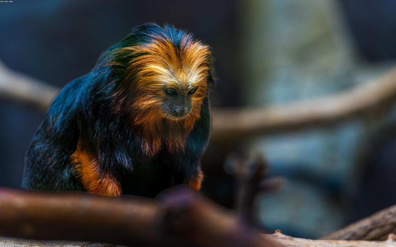 Biopark Zoo gallery 3